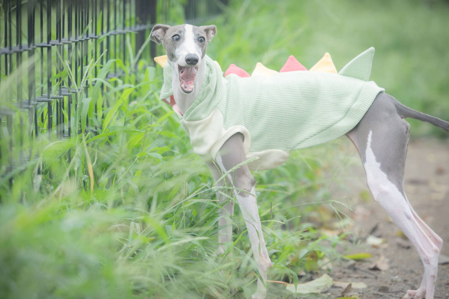 緑の服を着た犬